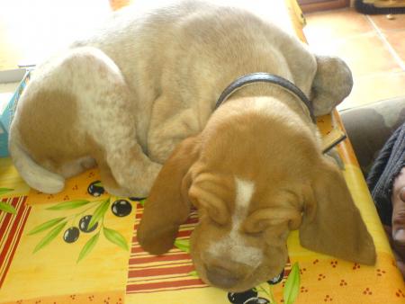 promenade bail caro polak tio bet et les 2 chiens